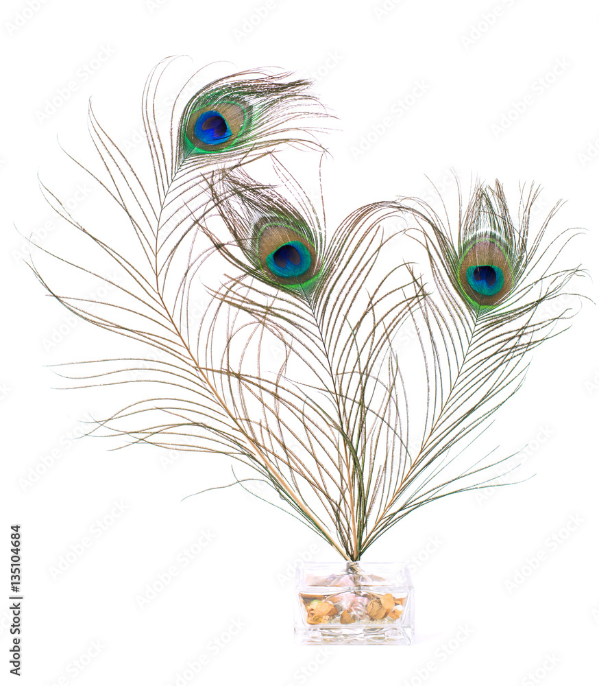 Obraz premium Peacock feather isolated on white background. Close up.