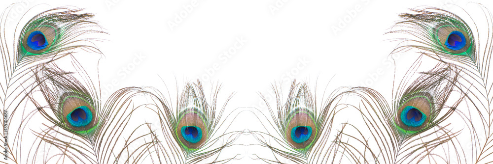 Obraz premium Peacock feather isolated on white background. Close up.