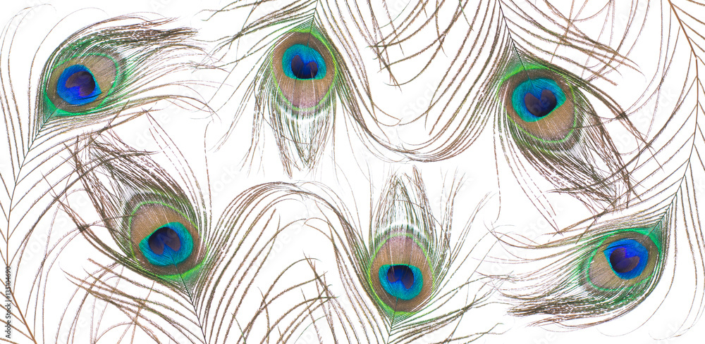 Obraz premium Peacock feather isolated on white background. Close up.