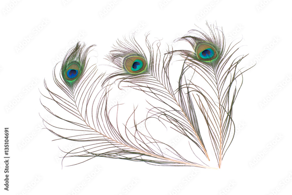 Obraz premium Peacock feather isolated on white background. Close up.