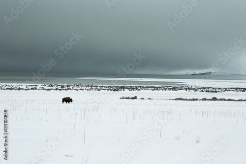 American bison in the snow on a cold background of mountains at winter and "the Great Salt Lake." Utah, Park "Antelope Island"