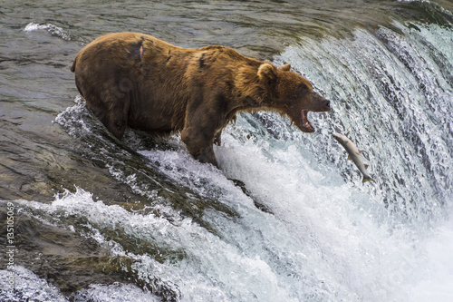 Katmai National Park, Alaska 2016 Grizzly Bear