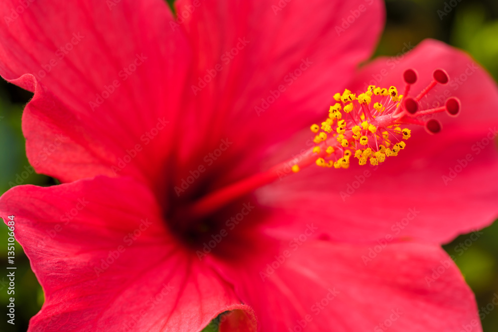 Roter Hibiskus in voller Blütze Roter Hibiskus in voller Blütze