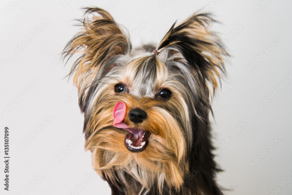 Naklejka premium Yorkshire Terrier on a white background