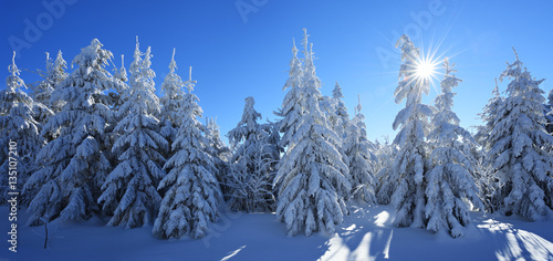 Tief verschneite unberührte Winterlandschaft, schneebedeckte Tannen im Sonnenlicht
