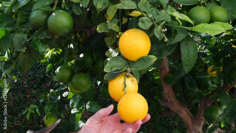 A man snips three ripe lemons from a lemon tree to make lemonade