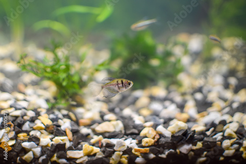 A curious little fish swimming in an aquarium.