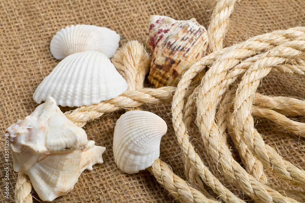 Seashells with rope on brown burlap cloth Seashells with rope on brown burlap cloth