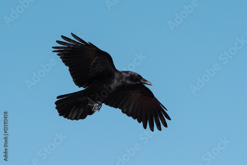 Carrion Crow, Crow, Corvus Corone © Maciej Olszewski