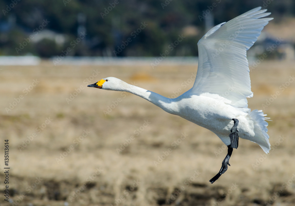 Obraz premium 飛ぶ白鳥
