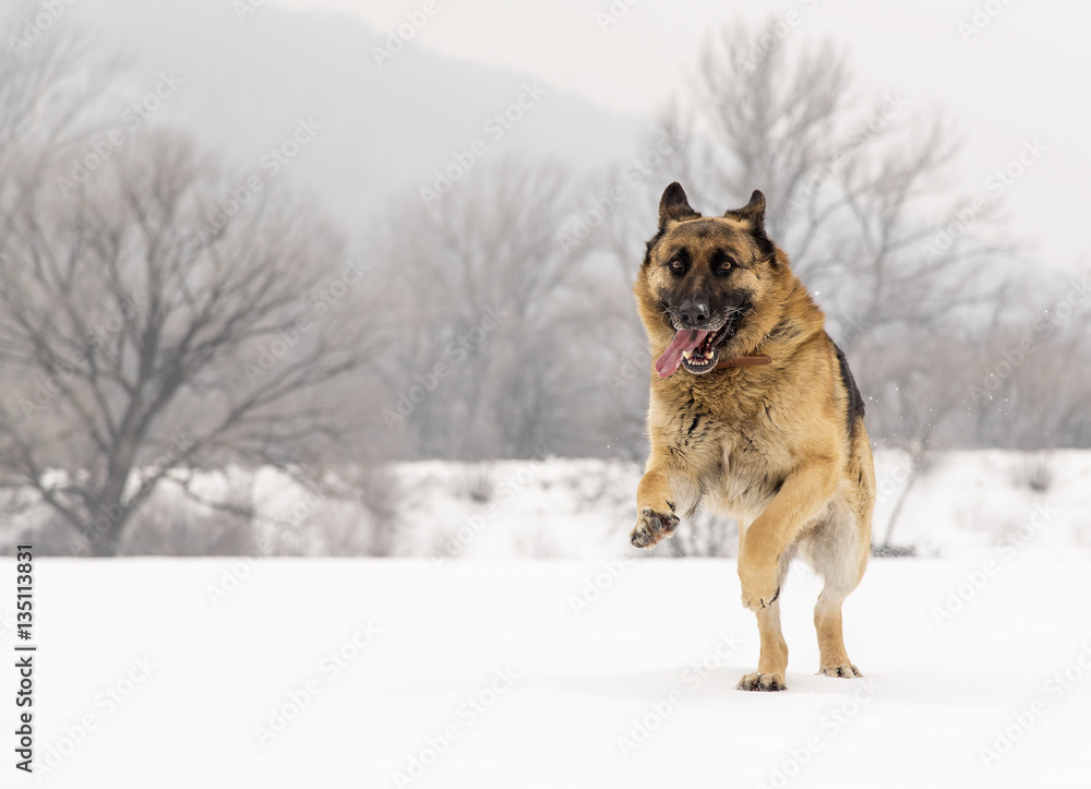 Naklejka premium German Shepherd running through the snow.