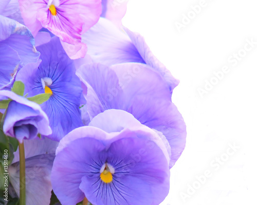A bouquet of pansies on a white background