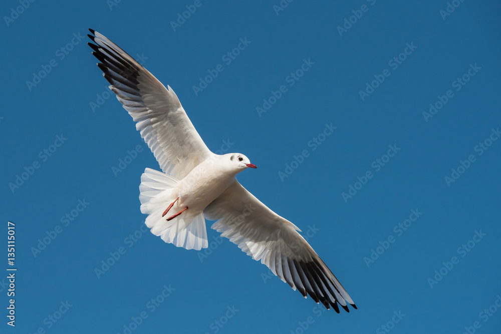 Black-headed Gull, Chroicocephalus ridibundus Black-headed Gull, Chroicocephalus ridibundus