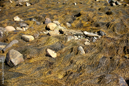 Abstract - yellow & brown kelp photo