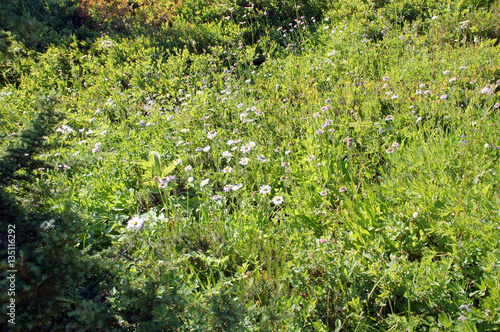 Meadows of wildflowers photo