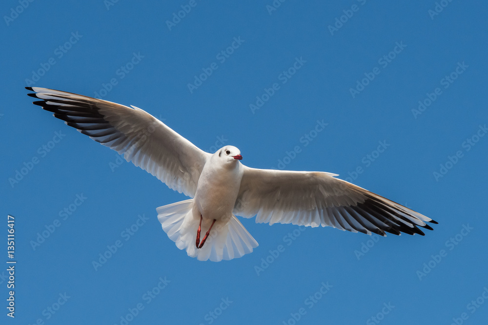 Black-headed Gull, Chroicocephalus ridibundus Black-headed Gull, Chroicocephalus ridibundus