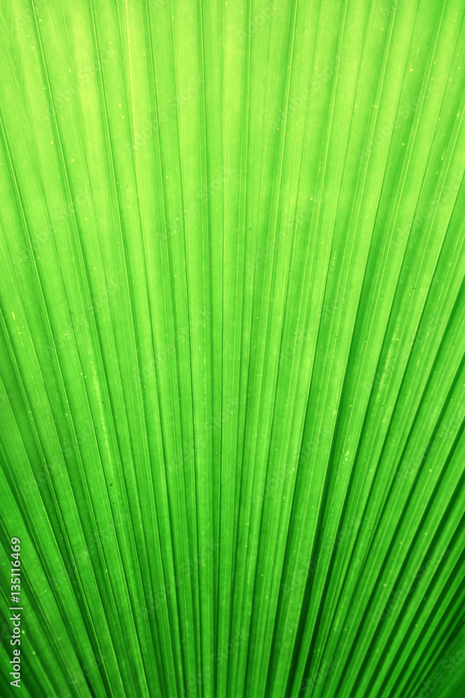 Leaf Leaf