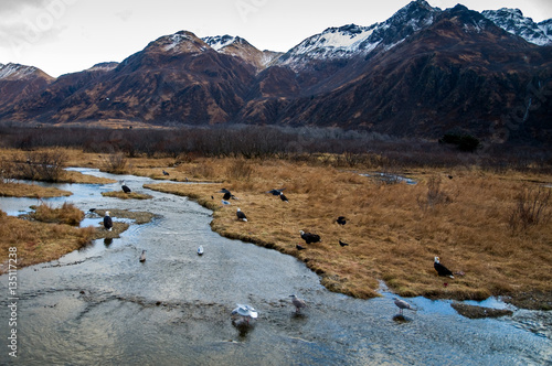 Eagles feeding on Salmon at Kodiak Island Alaska