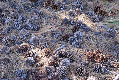 Ponderosa Pinecones on on dry pine needles photo