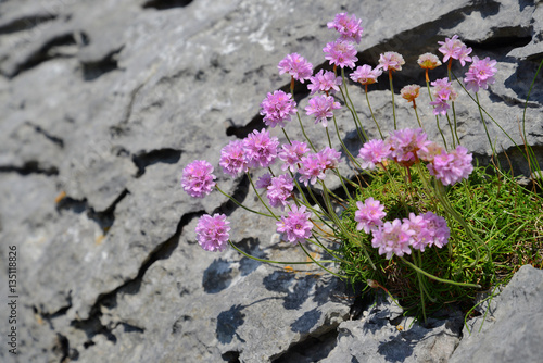 Flowers growing on the rocky landscape of the Burren on the west coast of Ireland