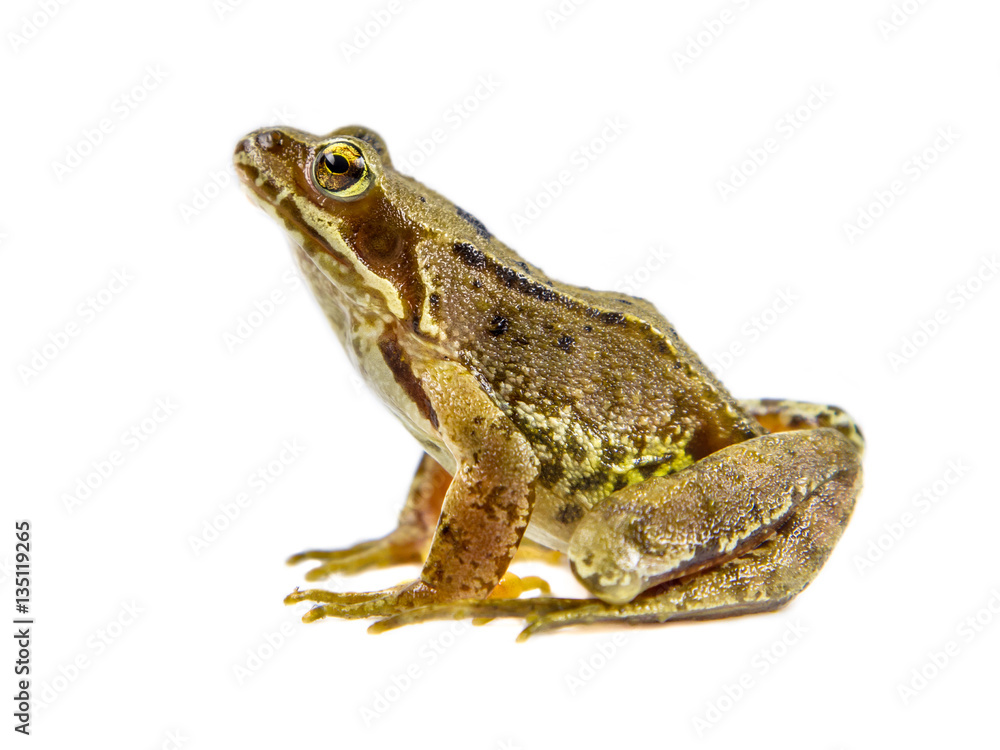 Fototapeta premium Common brown Frog white background