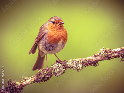 Robin perched on a branch in retrolook