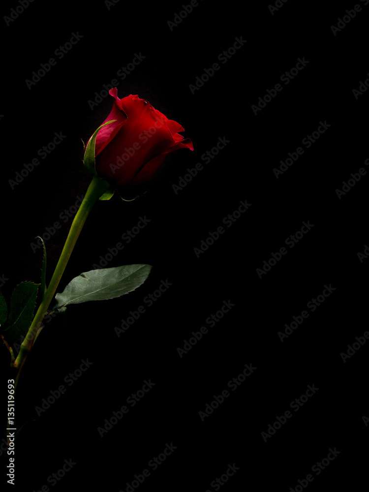 Obraz premium Single red rose with black copy space