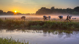 Cows in meadow on bank of Dinkel River at sunrise