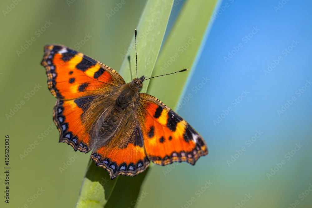 Fototapeta premium Butterfly Small tortoiseshell