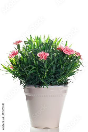 flowering carnation plant in pot on a white background