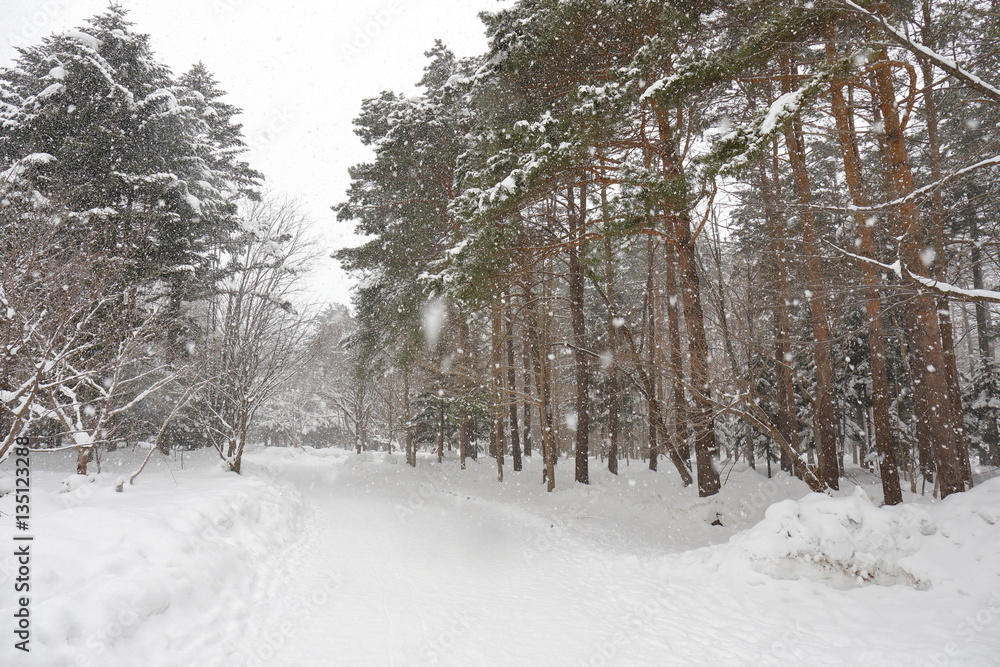 Winter scene of Hokkaido Japan