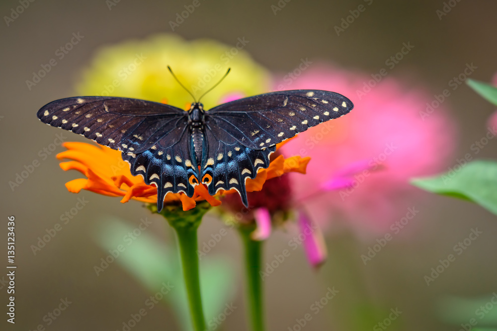 Obraz premium Colorful Butterfly resting on a flower.