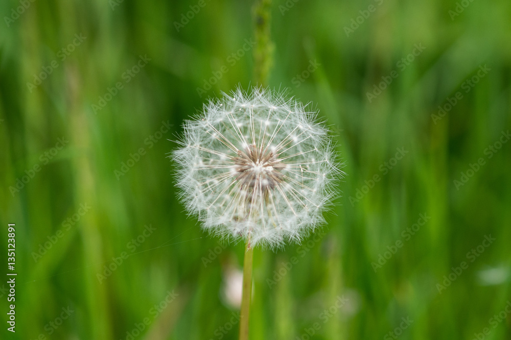 dandelion