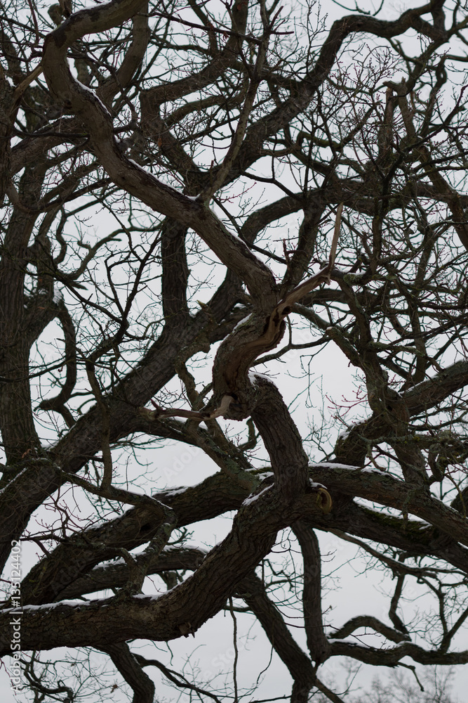 Fototapeta premium tree