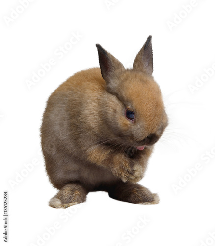 Small rabbit standing.