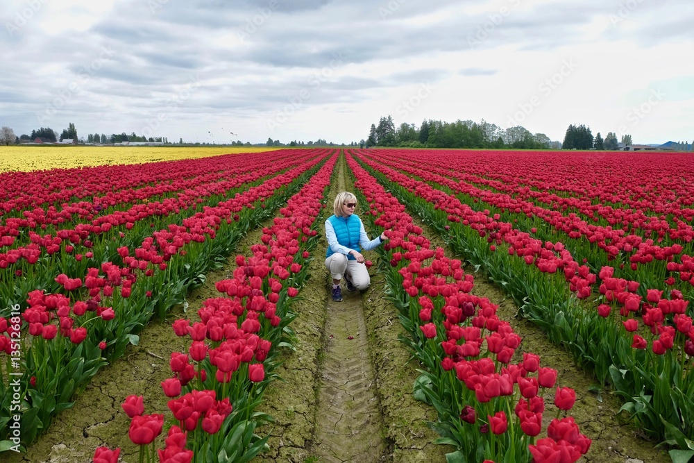 Woman in colourful fields of tulips. Mount Vernon Tulip Festival. Tulip Town. Seattle. Washington. United States.