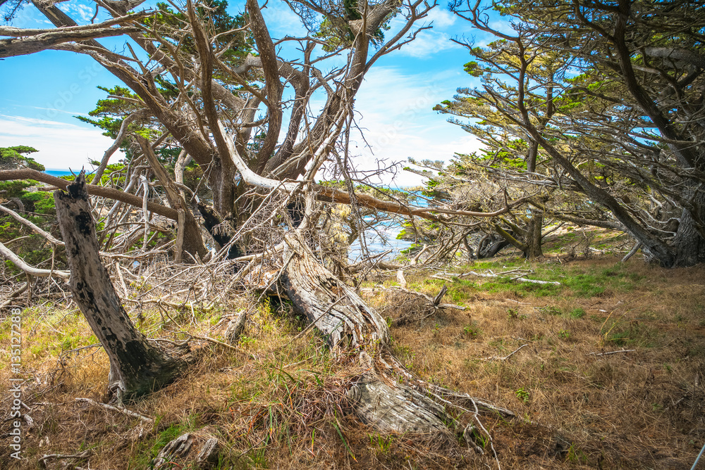 Monterey California. Pinnacle Point at Point Lobos National Park. A fallen tree. Monterey California. Pinnacle Point at Point Lobos National Park. A fallen tree.