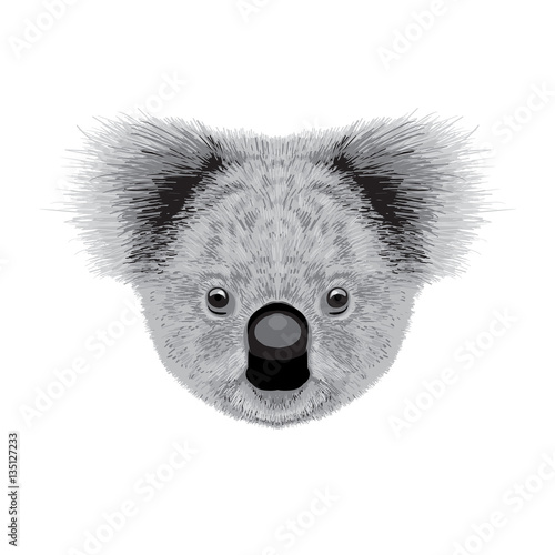 koala vector illustration
