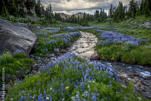 Subalpine wildflowers, Goat Rocks Wilderness, Cascade Range, Washington State