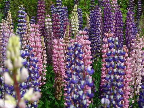 Bright colors of flowering Lupines near El Bolson in Argentina.