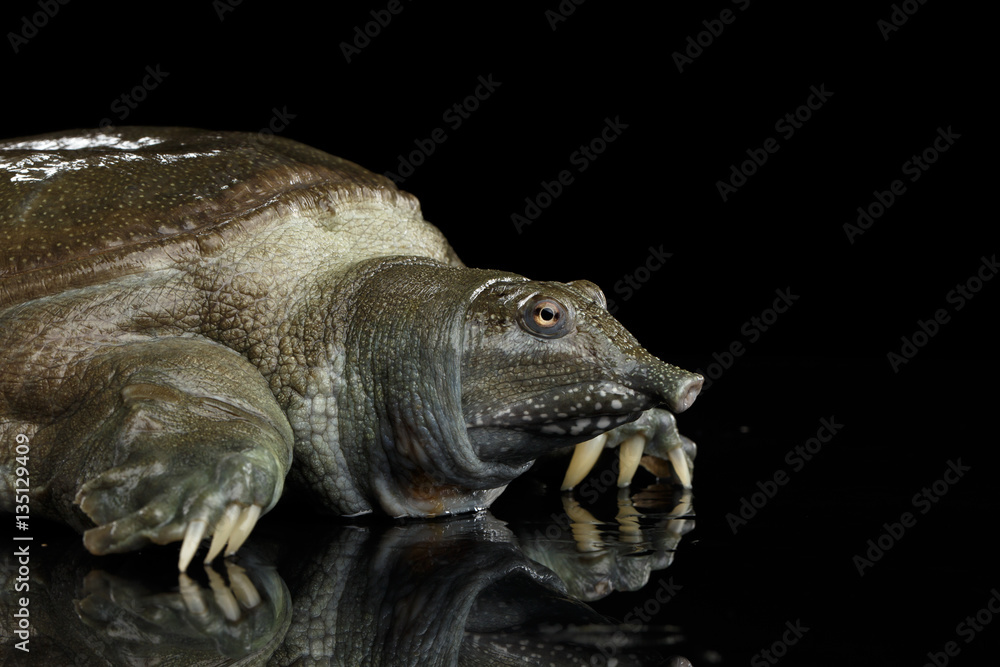 Fototapeta premium Close-up head Chinese Soft Shell Turtle isolated on Black background