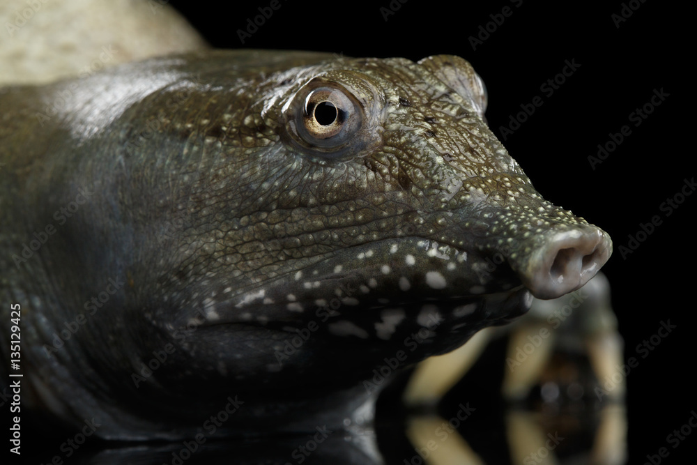 Close-up head Chinese Soft Shell Turtle isolated on Black background Close-up head Chinese Soft Shell Turtle isolated on Black background