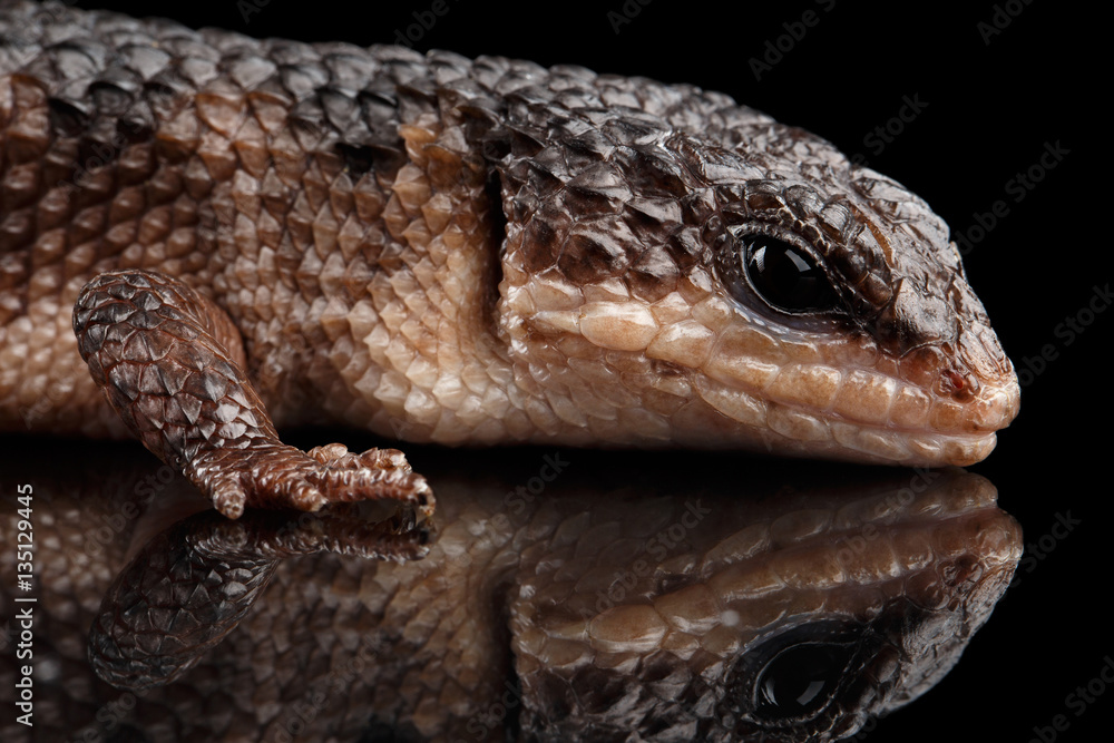 Naklejka premium Close-up brown skink, tropidophorus baconi on isolated black background with reflection, wild reptile