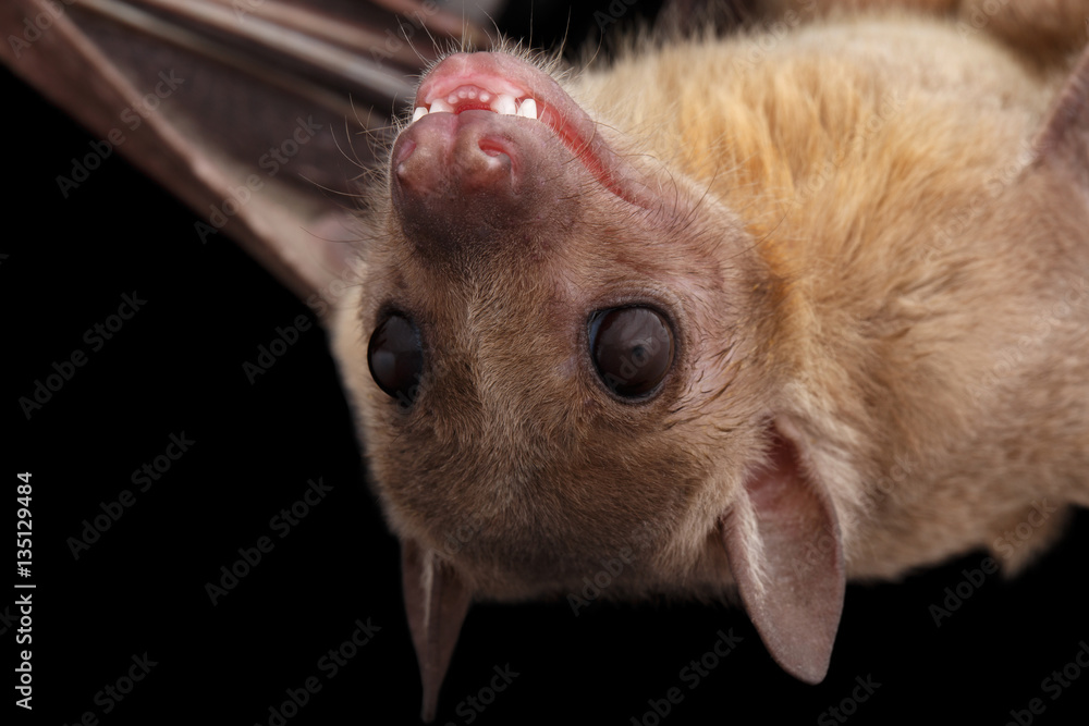 Close-up Egyptian fruit bat or rousette, Rousettus aegyptiacus. on isolated  black background Stock Photo | Adobe Stock