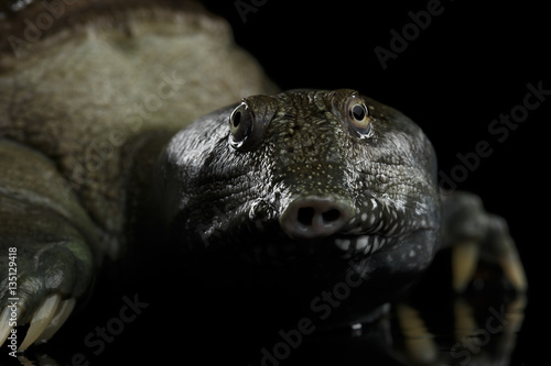 Close-up head Chinese Soft Shell Turtle isolated on Black background © seregraff