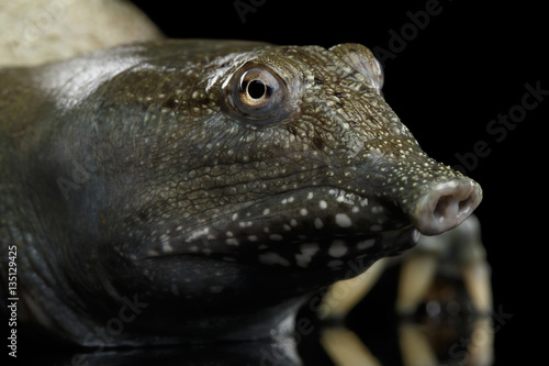 Close-up head Chinese Soft Shell Turtle isolated on Black background © seregraff
