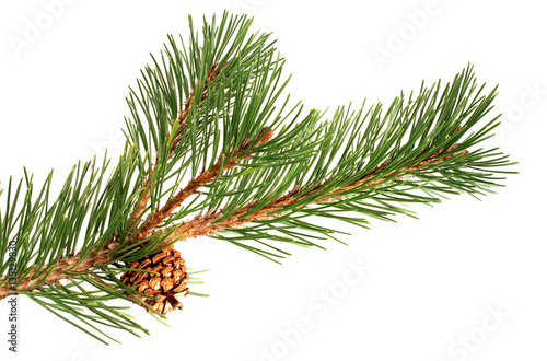 Pine branch with one pine cone