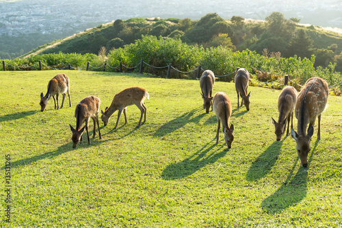 Deer in Mount Wakakusa and eating grass