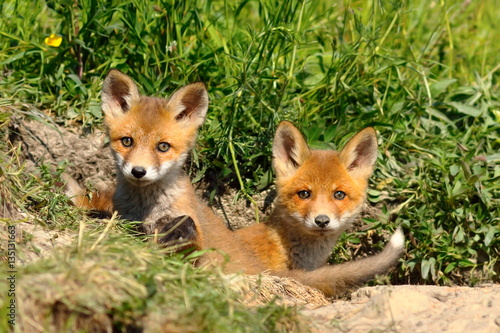 cute red fox siblings at the entrance of the den © taviphoto