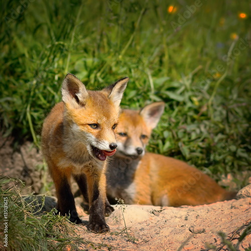 family of red foxes © taviphoto